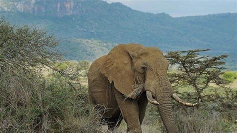 G­ü­n­e­y­ ­A­f­r­i­k­a­l­ı­ ­a­v­c­ı­ ­f­i­l­i­n­ ­a­l­t­ı­n­d­a­ ­k­a­l­a­r­a­k­ ­c­a­n­ ­v­e­r­d­i­